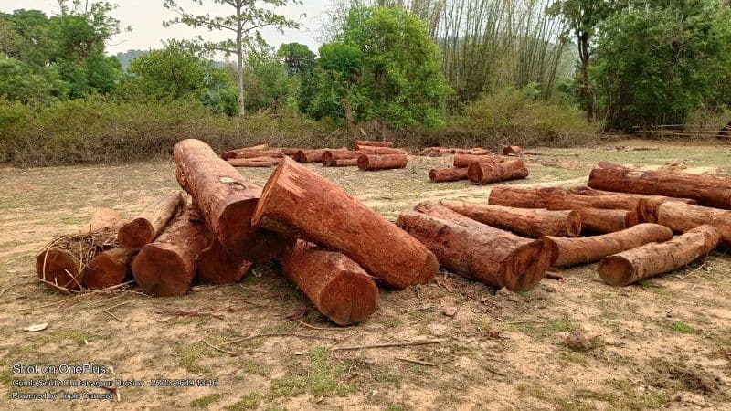 कुरुमगढ़ वन क्षेत्र के जंगलों में धड़ल्ले से हो रही है पेड़ो की कटाई