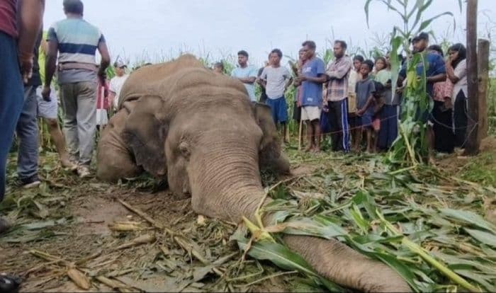 बालूमाथ में करंट प्रवाहित तार की चपेट में आने से जंगली हाथी की मौत, वन विभाग ने शुरू की जांच