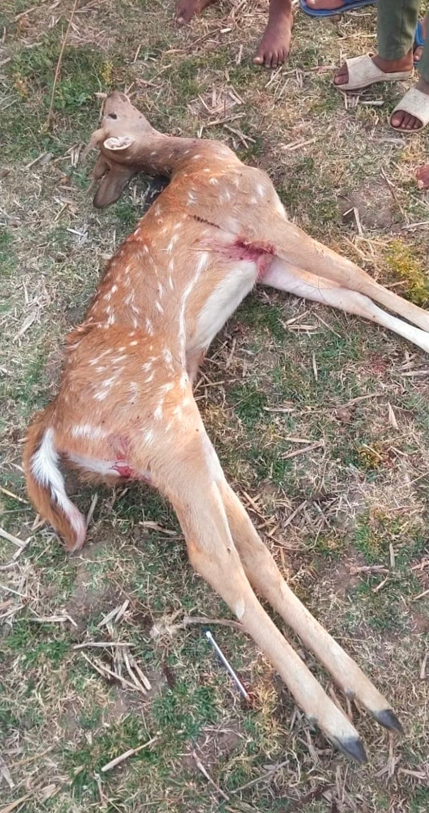 पानी की तलाश में आए हिरण पर कुत्तों का हमला, एक की मौत