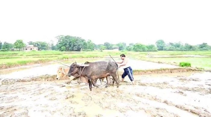 पूर्व मंत्री बंधु तिर्की ने की धान रोपनी, हल बैल के साथ अपने खेत में उतरे