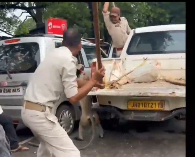 लंगूर वाइल्डलाइफ के हैं पार्ट, इन पर अत्याचार बर्दाश्त नहीं :  डॉ. डीएस श्रीवास्तव 