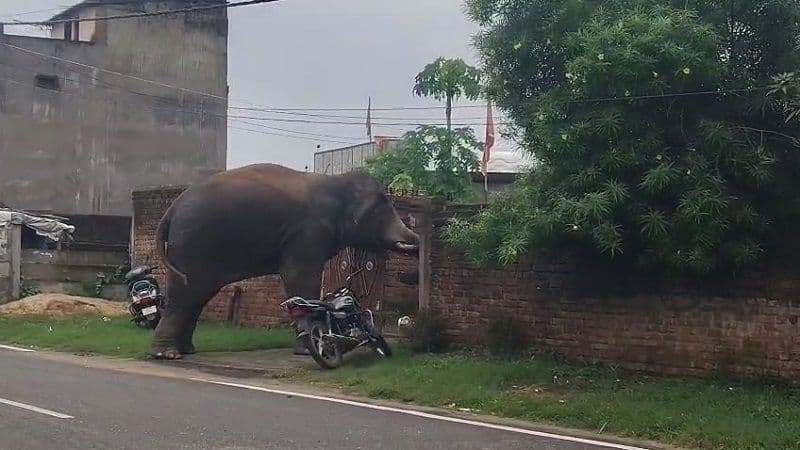 लातेहार जिला मुख्यालय में पहुंचा जंगली हाथी