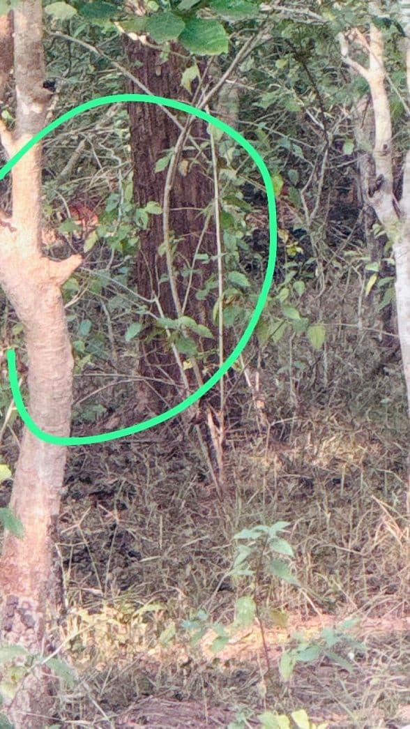 खुशखबरी: बेतला नेशनल पार्क में पर्यटकों ने देखा बाघ, वन्यजीव संरक्षण और पर्यटन की उम्मीदों को मिली नई उड़ान