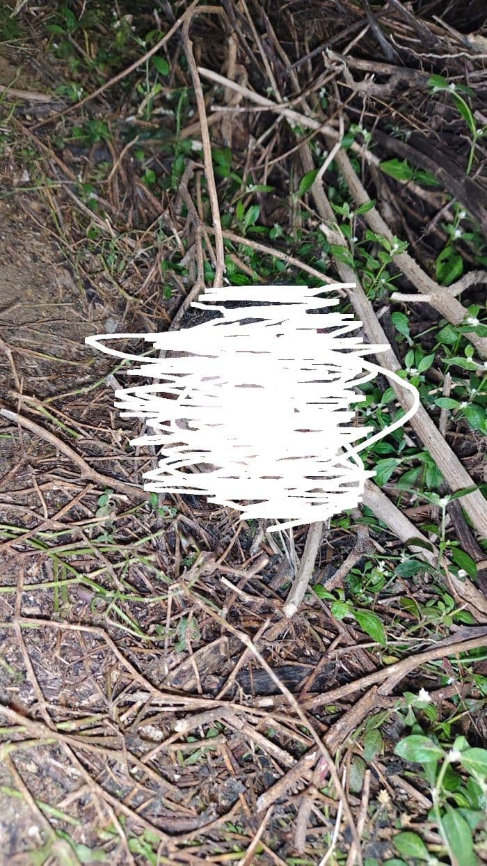 नवजात बच्चे का कटा हुआ सर मिलने से सनसनी