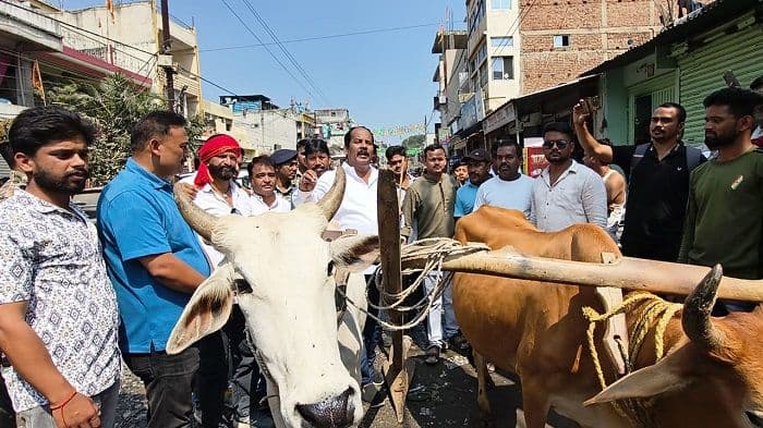 सड़कों की बदहाली के विरोध में हल-बैल लेकर सड़क पर उतरे विधायक प्रदीप प्रसाद