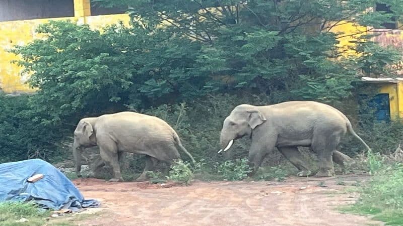 जंगली हाथी ने महिला को पटक कर मार डाला