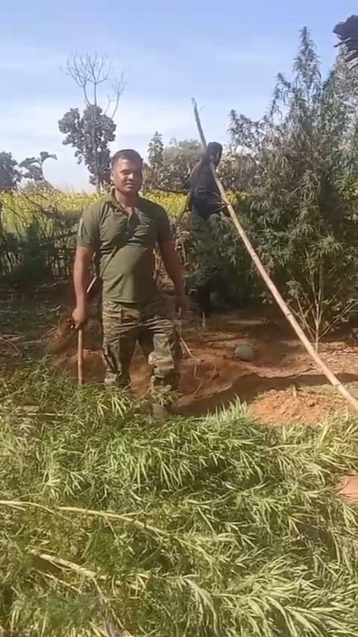 मनिका पुलिस ने भारी मात्रा में गांजा की खेती किया नष्ट