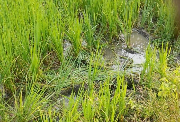 चैनपुर में हाथियों के उत्पात से दहशत में ग्रामीण, पांच एकड़ धान की फसल रौंदी