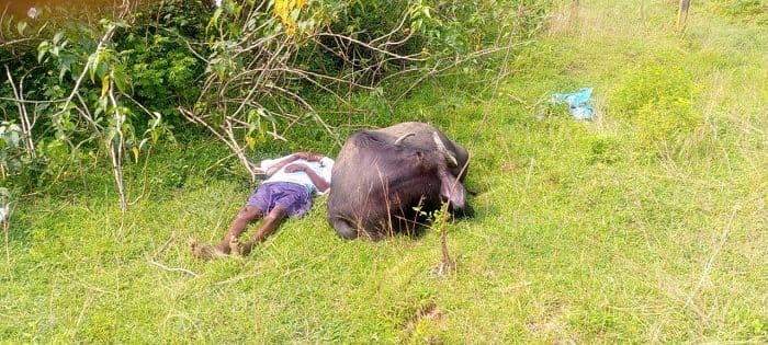 करंट की चपेट में आने से एक व्यक्ति और भैंस की मौत