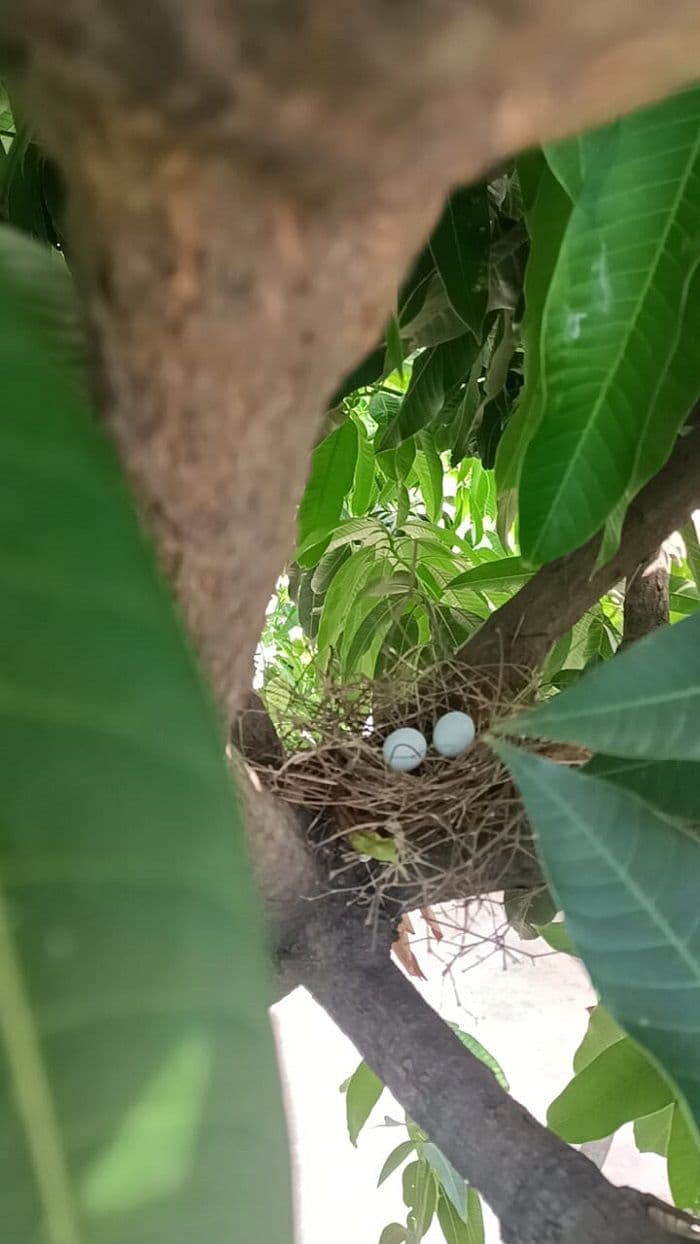 आम के पेड़ से जुड़ी इंसान तक की दो परिंदे की अनोखी कहानी 