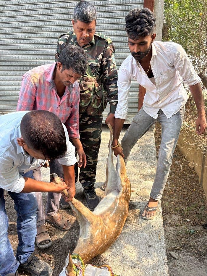 पानी की तालाश मे भटका हिरण, घायल अवस्था मे चौपारण थाना के समीप पहुंचा, विभाग ने किया सुरक्षित रेस्क्यू