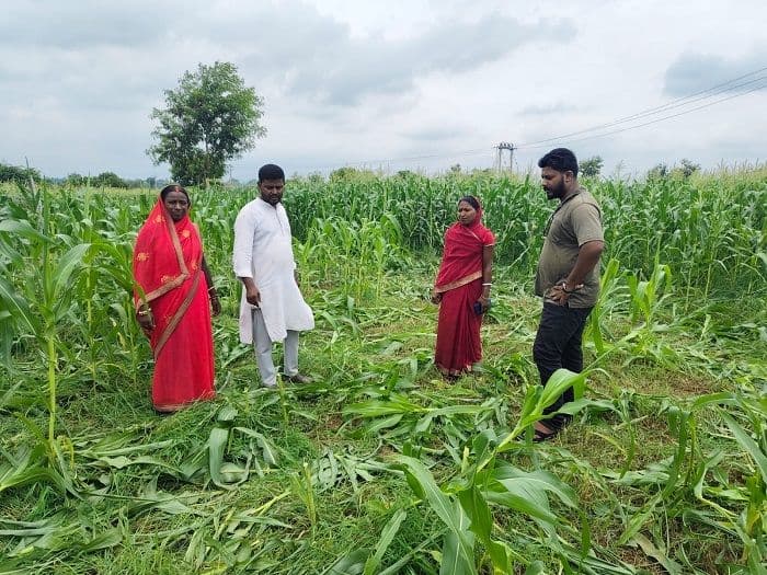 जांगी के जंगल में 22 हाथियों का डेरा, किसानों की फसल बर्बाद