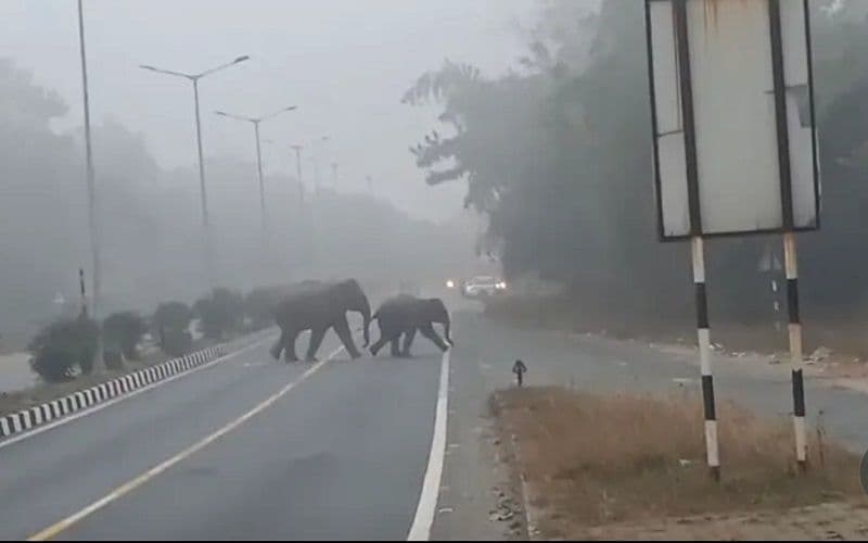 जंगल से निकलकर कर एनएच 33 पर पहुंचे हाथी, कई किलोमीटर तक गाड़ियों की लंबी कतार