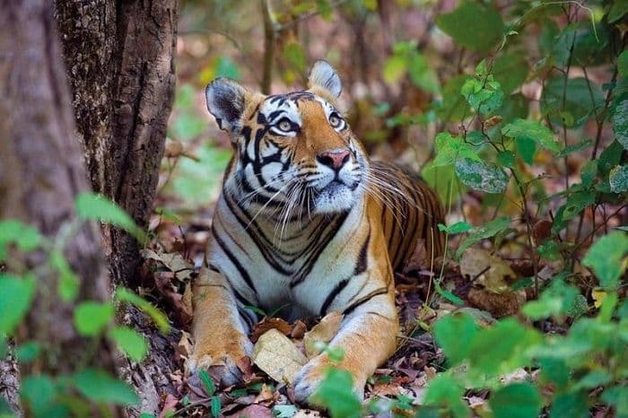 पीटीआर में फिर गूंजेगी बाघों की दहाड़, दो बाघिन और एक बाघ लाने की मंजूरी