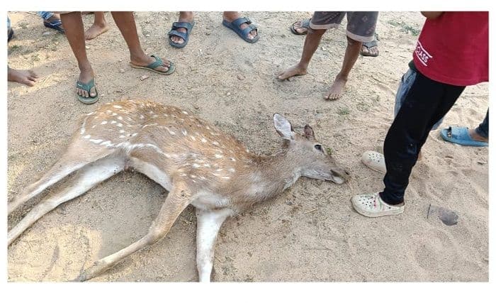 कान्हाचट्टी में हिरण की दर्दनाक मौत: ग्रामीणों में आक्रोश