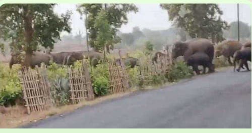 जंगली हाथियों के तांडव से ग्रामीण परेशान 