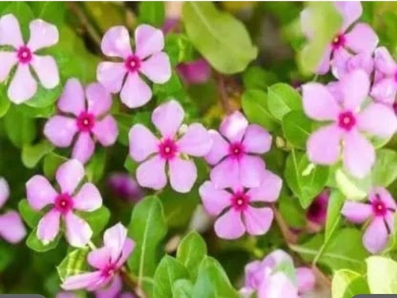 सदा बहार फूल को खाना किसी दवा से कम नहीं, यहां जाने इसके गजब के फायदे