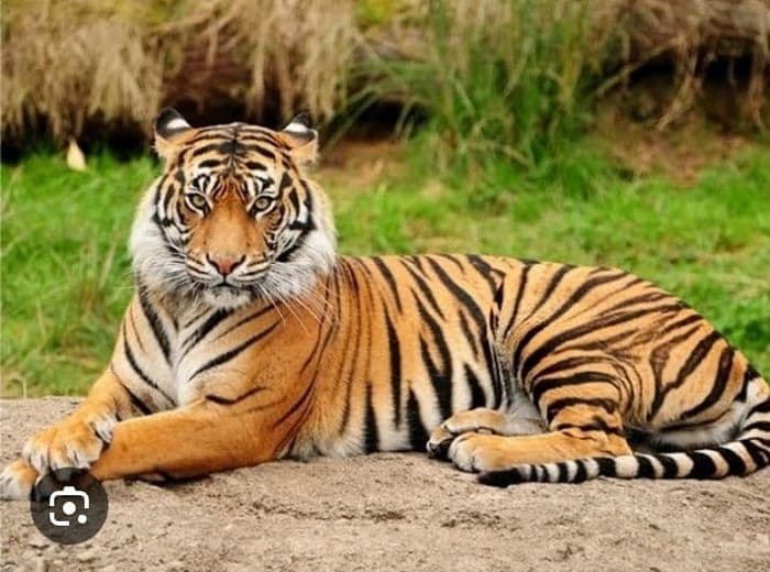 तीन बाघ तलाश रहे हैं बाघिन के लिए सुरक्षित ठिकाना, पीटीआर में बाघिन के आने की जगी उम्मीद
