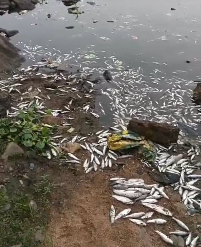 सुवर्णरेखा नदी में सैकड़ों मछलियों की रहस्यमयी मौत, प्रदूषण पर उठे सवाल