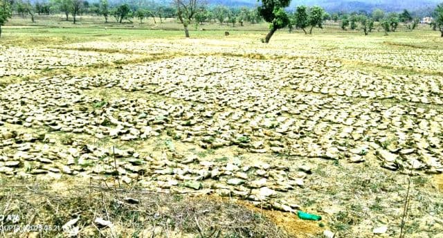 बरवाडीह में अवैध रूप से चल रहा बीड़ी पत्ता का खेल, वन विभाग के प्रयास नाकाम