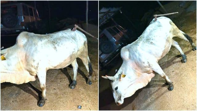 धारदार टांगी से बैल को किया घायल, युवाओं ने बचाई जान, मालिक ने प्रशासन से की कार्रवाई की मांग
