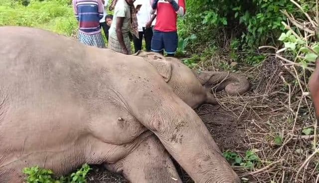 BREAKING : हेवेन गांव के पास एक और मादा हाथी की मौत