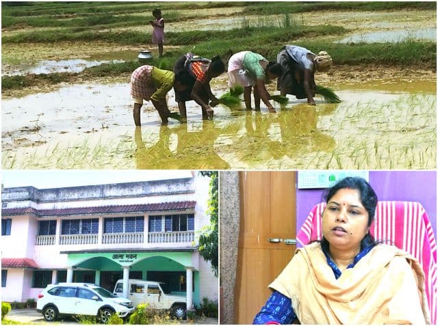 सरायकेला-खरसावां जिले में धान रोपनी ने पकड़ी रफ्तार, अब तक 44 फीसदी क्षेत्र में हो चुका है रोपाई कार्य