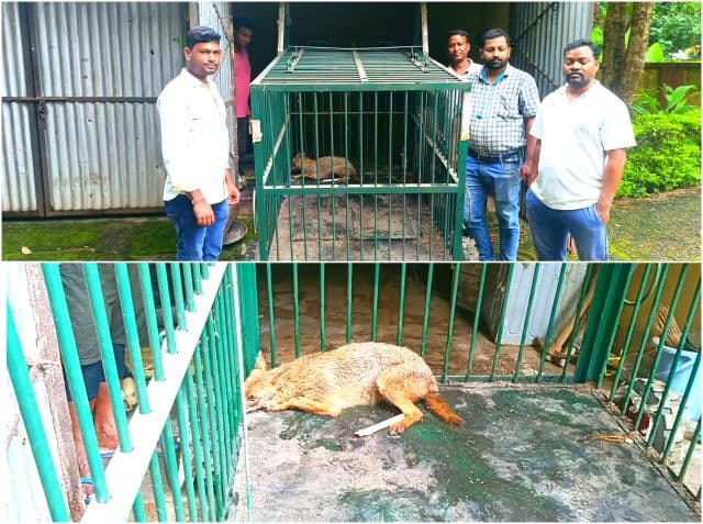 सरायकेला : जिला समाहरणालय के पास कुएं में गिरी मादा सियार, वन विभाग ने एक घंटे की मशक्कत के बाद किया रेस्क्यू