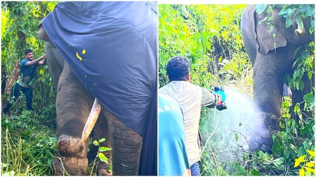 घायल हाथी की सेवा में जुटी वन विभाग की टीम, नीमडीह के जंगलों में चार दिन से चल रहा उपचार अभियान