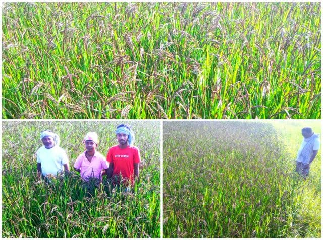 गम्हरिया के बुरुडीह में काला सोना उगाने की पहल, किसान शंकर मार्डी ने शुरू की ऑर्गेनिक ब्लैक राइस की खेती