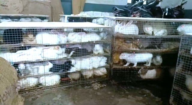 धनबाद रेलवे पार्सल कार्यालय में 500 खरगोश बरामद, अवैध तस्करी का बड़ा खुलासा, पशु अधिकार कार्यकर्ताओं ने बचाई जान