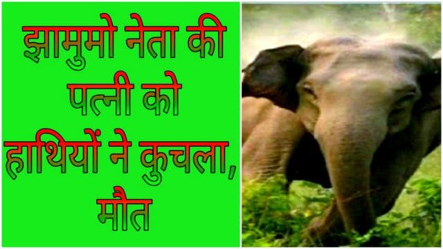 जंगली हाथियों का खूनी खेल जारी, झामुमो नेता की पत्नी मरियम कोंगाड़ी की मौत