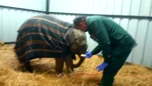 दलमा वाइल्ड लाइफ सेंचुरी में रंजनी हाथी को मिला नया साथी, तीन माह का बेबी हाथी पहुंचा हिरण पार्क