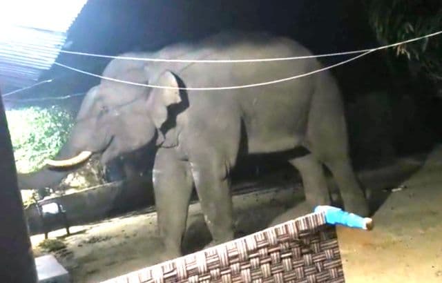 सारंडा के जंगलों में मौत का साया, सीरियल किलर हाथी ने एक ही परिवार के तीन लोगों को रौंदा