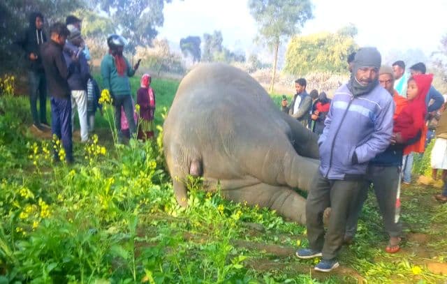 रामगढ़ के गोला प्रखंड में हाथी की संदिग्ध मौत, जांच में जुटा वन विभाग