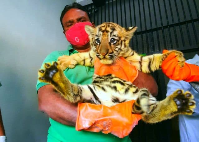 जमशेदपुरवासियों ने रखा बाघिन के शावकों का नाम, टाटा स्टील जूलॉजिकल पार्क की अनूठी पहल