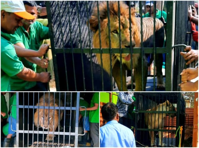 टाटा स्टील जूलॉजिकल पार्क में अफ्रीकी शेरों की नई जोड़ी का आगमन