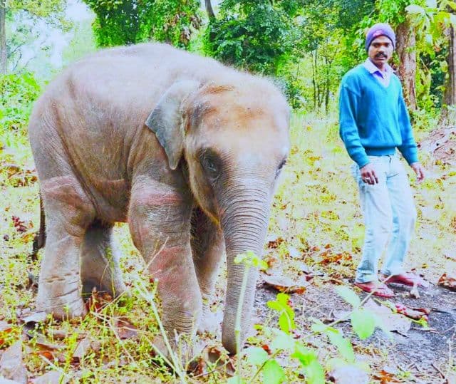बेतला की मशहूर हथनी राखी के पूर्व महावत मकसुद आलम आज बेरोजगार, पुनर्नियोजन की मांग तेज