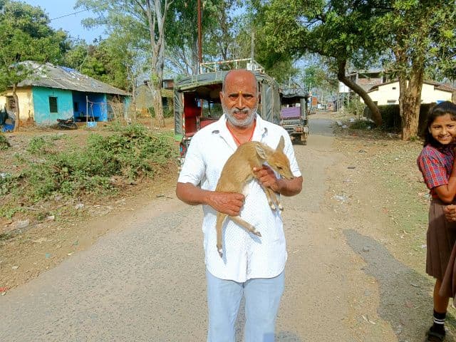 ग्रामीण की सतर्कता से बची हिरण के शावक की जान, कुत्तों के हमले से किया सुरक्षित रेस्क्यू