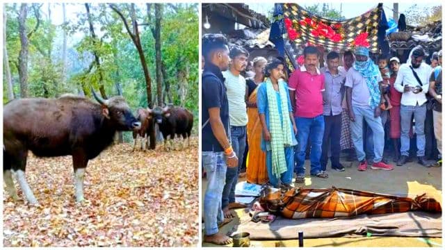 बरवाडीह के मोरवाई जंगल में बाइसन का कहर, महुआ चुनने गई दो महिलाओं की दर्दनाक मौत