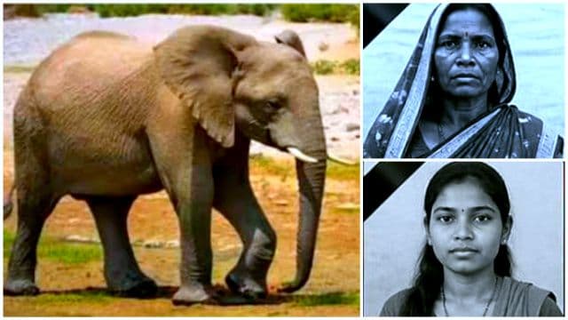 चांडिल वन क्षेत्र में जंगली हाथियों का कहर, एक ही परिवार की दो महिलाओं की दर्दनाक मौत, तीन गंभीर