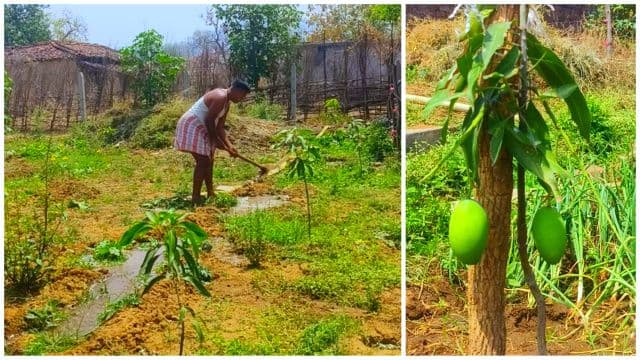 पत्रकार तस्लीम खान ने खेती को बनाया पहचान, बिरसा हरित आम बागवानी योजना से बदली तस्वीर
