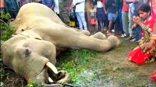 कुकड़ू क्षेत्र में जंगली हाथी की संदिग्ध मौत, बिजली व्यवस्था पर उठे सवाल