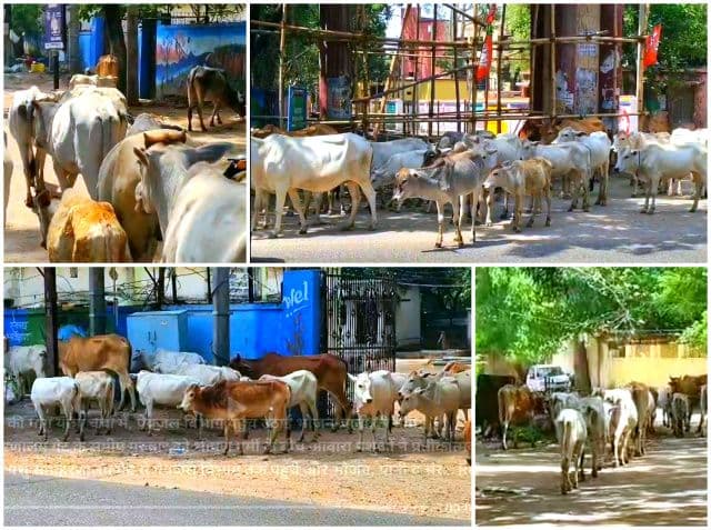 पशु-पक्षियों की पीड़ा पर कब जागेगा सिस्टम? लातेहार में बेजुबानों की मांग यात्रा बनी चर्चा का विषय