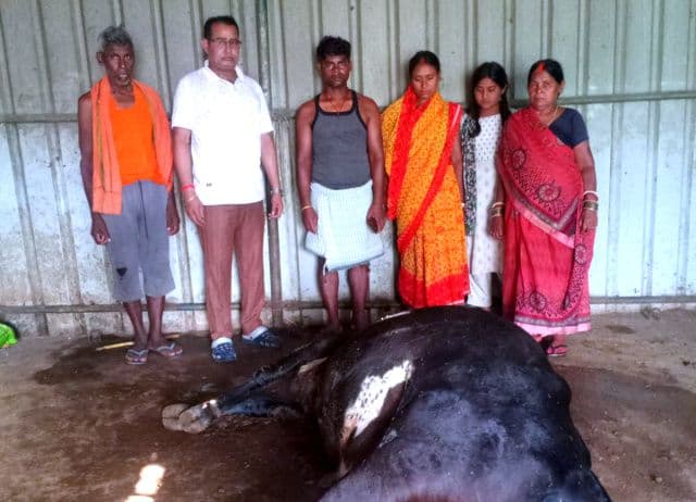 सांप के डंसने से दुधारू गाय की मौत, किसान परिवार पर टूटा आर्थिक संकट