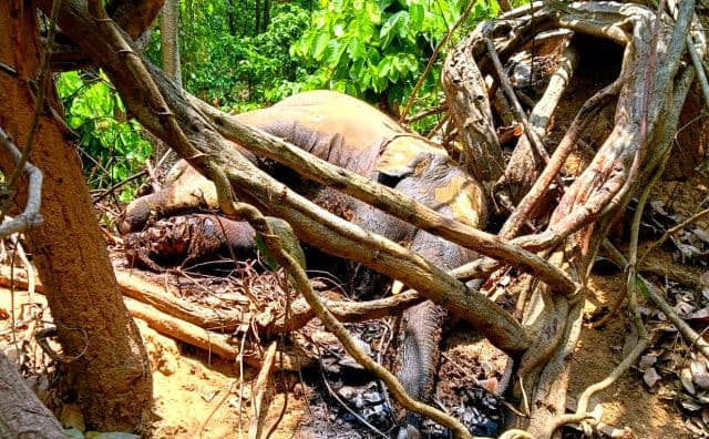 धोवारी जंगल में मादा हाथी की संदिग्ध मौत से सनसनी, कई दिनों बाद मिला शव