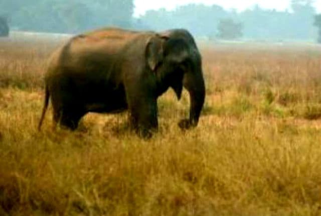 पति और मासूम बच्चों के सामने हाथी का तांडव, खेत में काम कर रही महिला को कुचलकर मार डाला