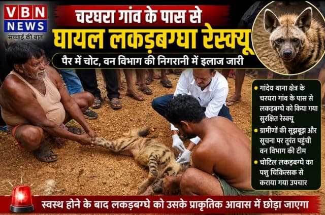 चरघरा गांव के पास घायल लकड़बग्घा रेस्क्यू, पैर में चोट मिलने पर वन विभाग ने संभाला मोर्चा