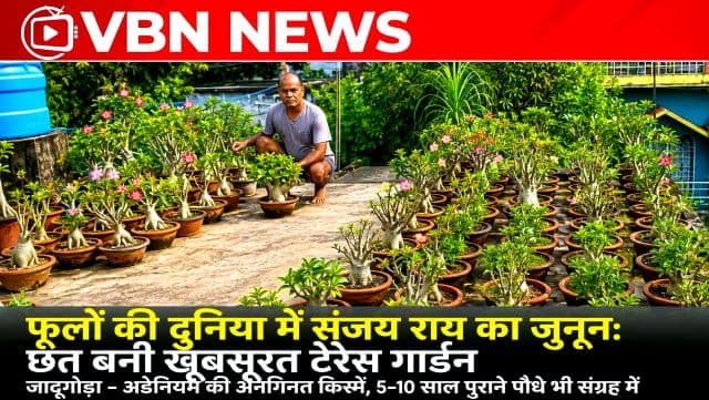 फूलों की दुनिया में संजय राय का जुनून, छत बनी खूबसूरत टेरेस गार्डन