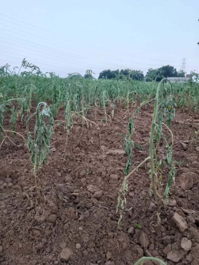 टमाटर के फसल में लगे बीमारी की वजह से किसानों की टूटी कमर
